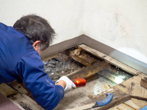 Best Mold Remediation for Schools in Mertzon, TX
