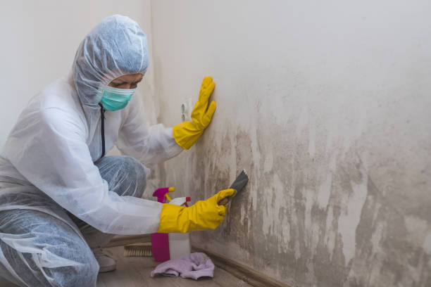 Best HVAC Mold Remediation in Mertzon, TX