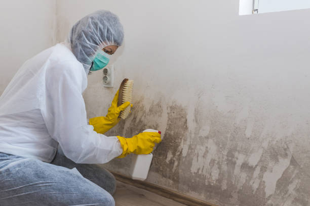 Best Residential Mold Remediation in Mertzon, TX