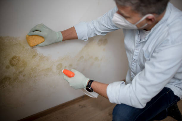 Best Mold Remediation for Specific Building Types in Mertzon, TX