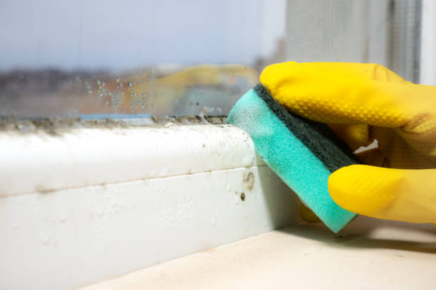 Best Attic Mold Remediation in Mertzon, TX
