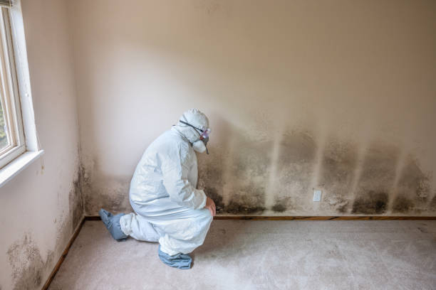 Best Attic Mold Remediation in Mertzon, TX