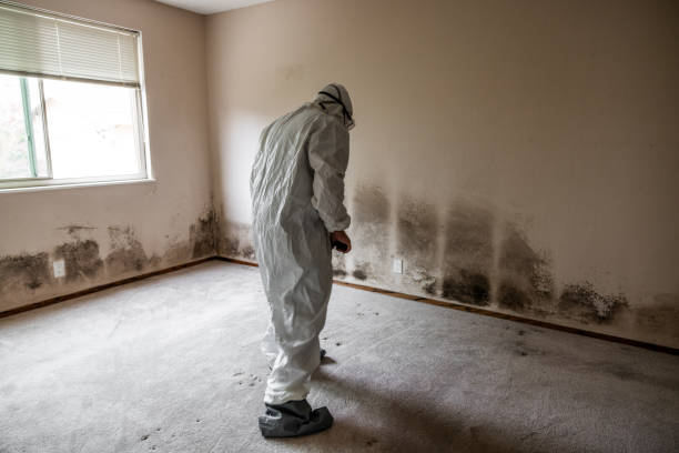 Best Commercial Mold Remediation in Mertzon, TX