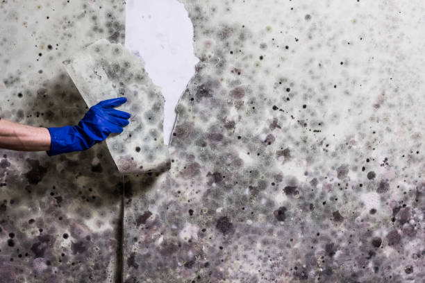 Best Industrial Mold Remediation in Mertzon, TX