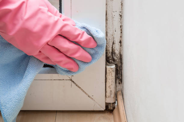 Best Post-Flood Mold Remediation in Mertzon, TX